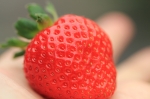 蜜香草莓（特大顆）30顆 - 760g
