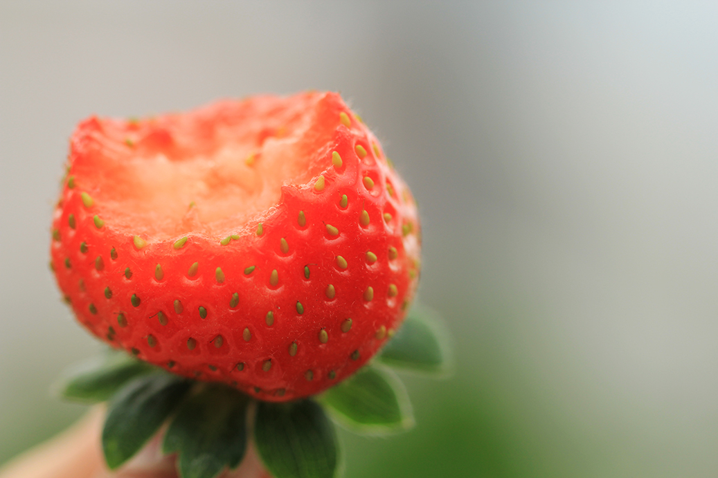 蜜香草莓（中等大）48顆 - 900g